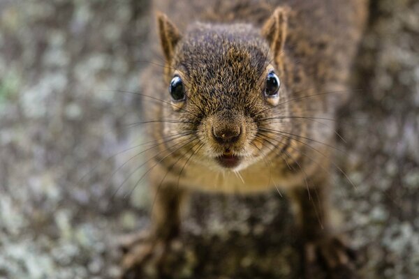 Retrato de una ardilla roja sobre un fondo borroso