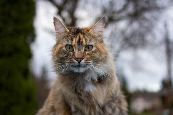 Photo of a tricolor fluffy cat