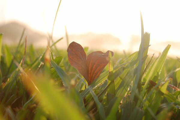 Herbe brûlée sur fond de suspense brumeux