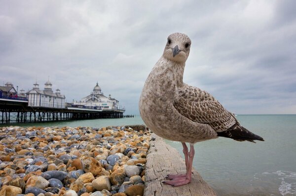 A seagull on the beach looks at the camera