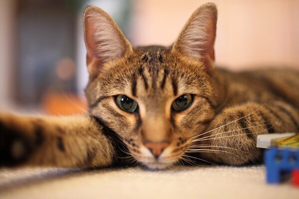 Gato rayado descansa sobre una mesa