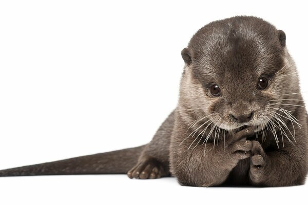 Loutre avec des poils brillants regardant la caméra