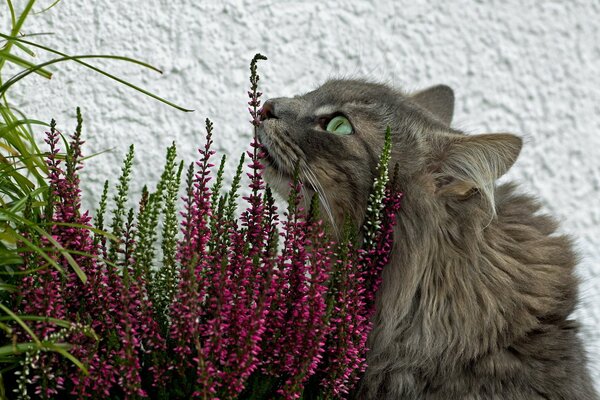 Blue-eyed smoky cat in pink flowers