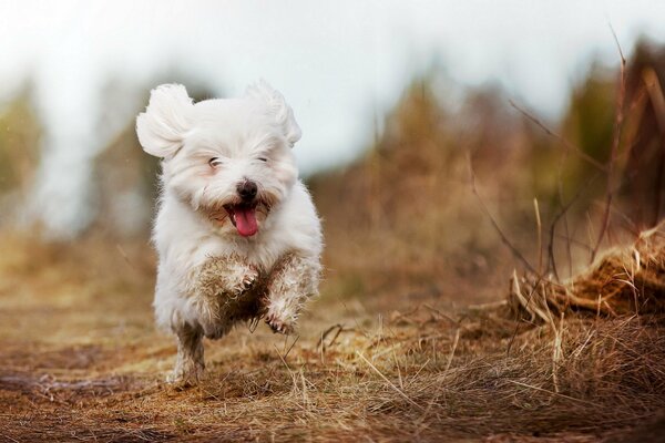 A small white dog runs around the field