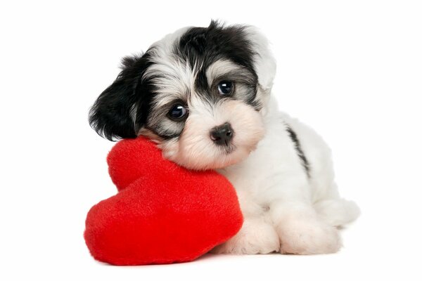 Pequeño cachorro blanco con un corazón de juguete sobre un fondo blanco