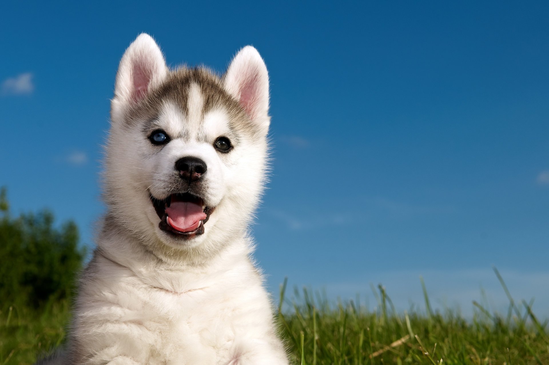 husky husky grass puppy