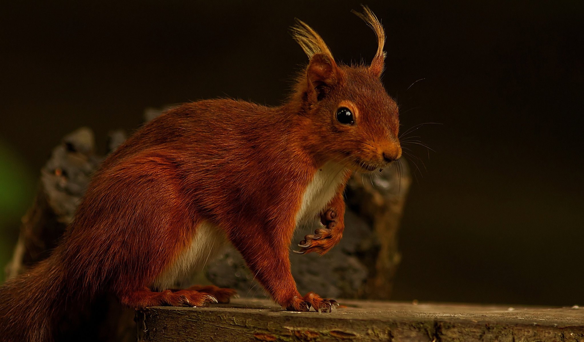 eichhörnchen rothaarige hintergrund