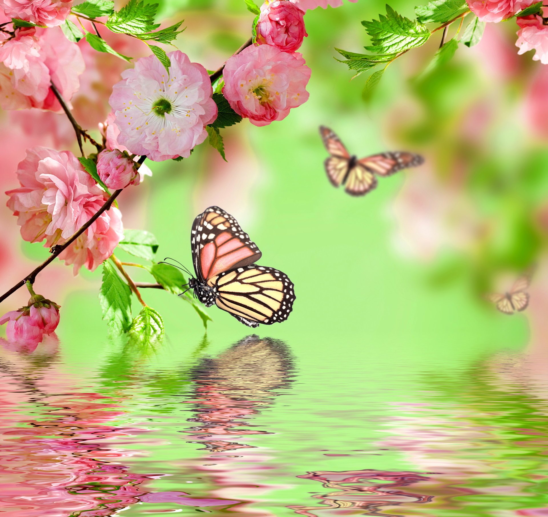 pring blossom water flowers pink butterflies цветение весна reflection