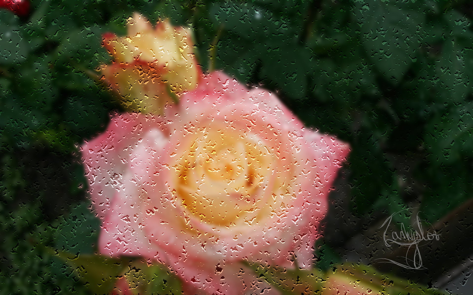 fleurs rose pluie gouttes verre