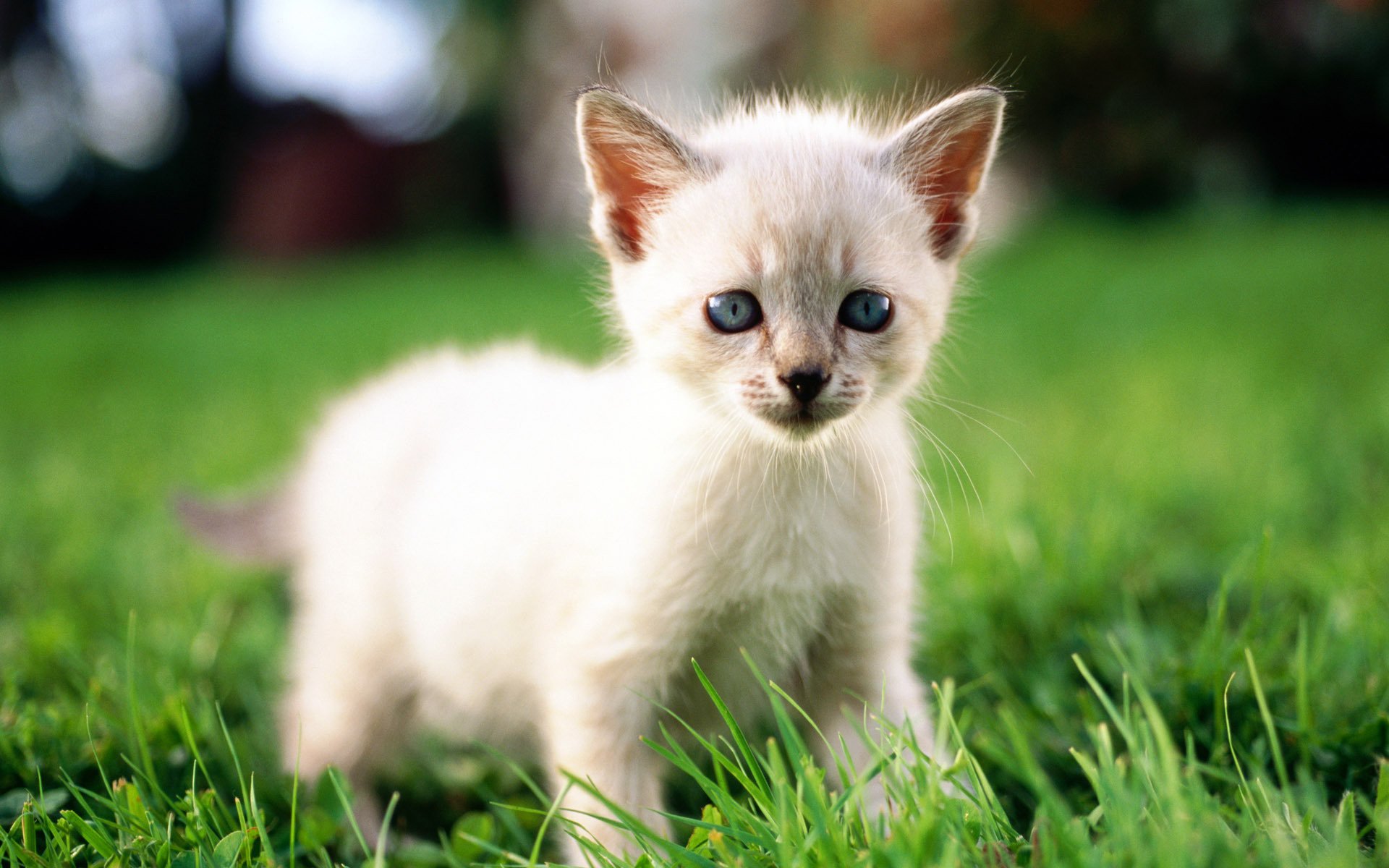 chat chaton gros plan herbe chat chat blanc