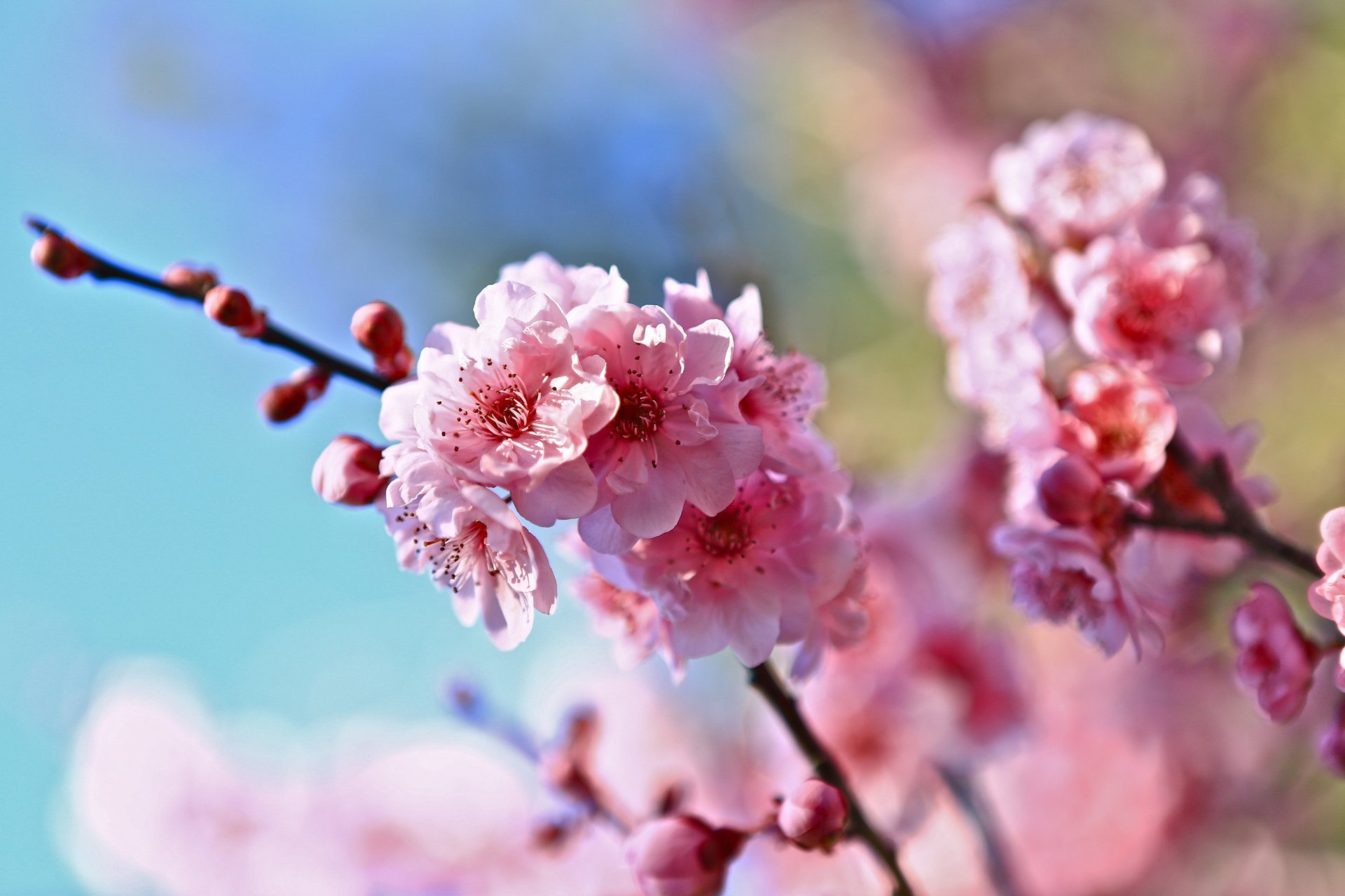 fiori primavera sfondo rami ciliegia sfocatura