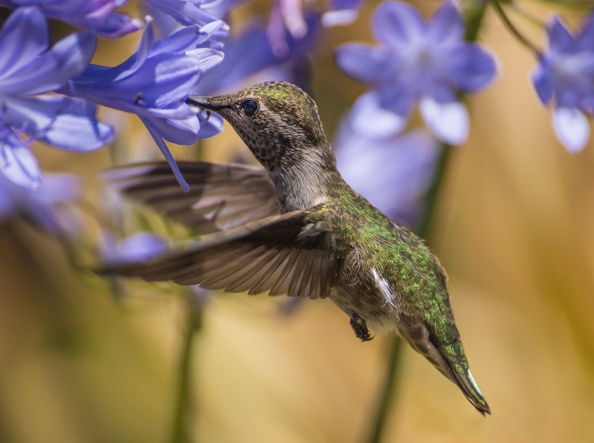 agapandus colibri fleurs bleu oiseau