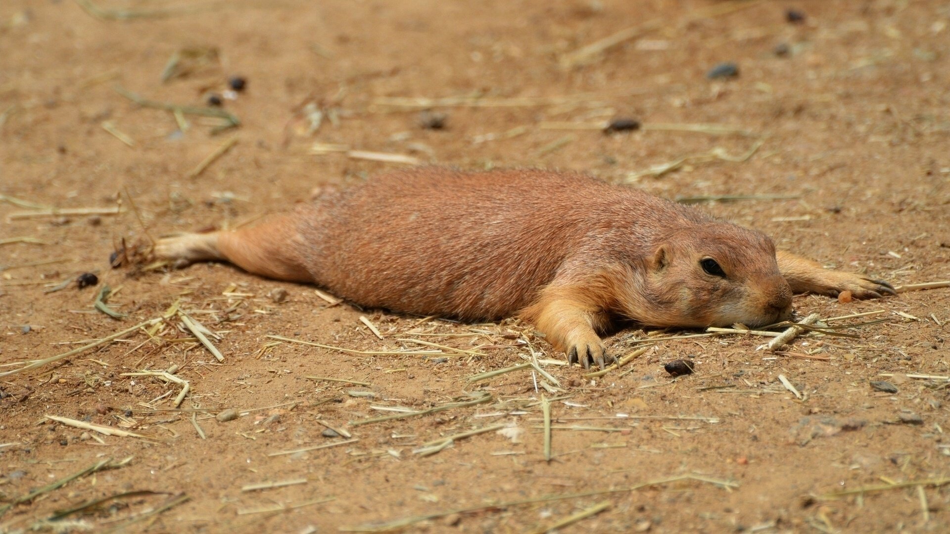 out chien de prairie rongeur