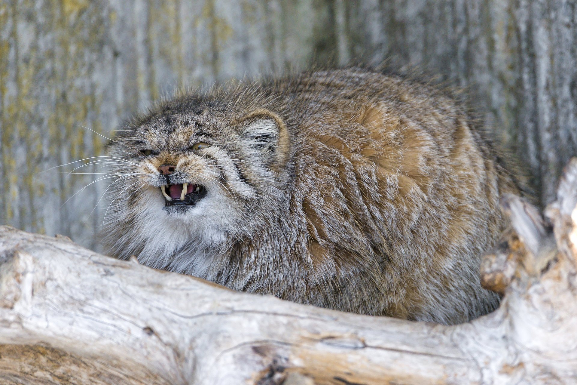 katze ctambako der jaguar flauschig böse manul eckzähne