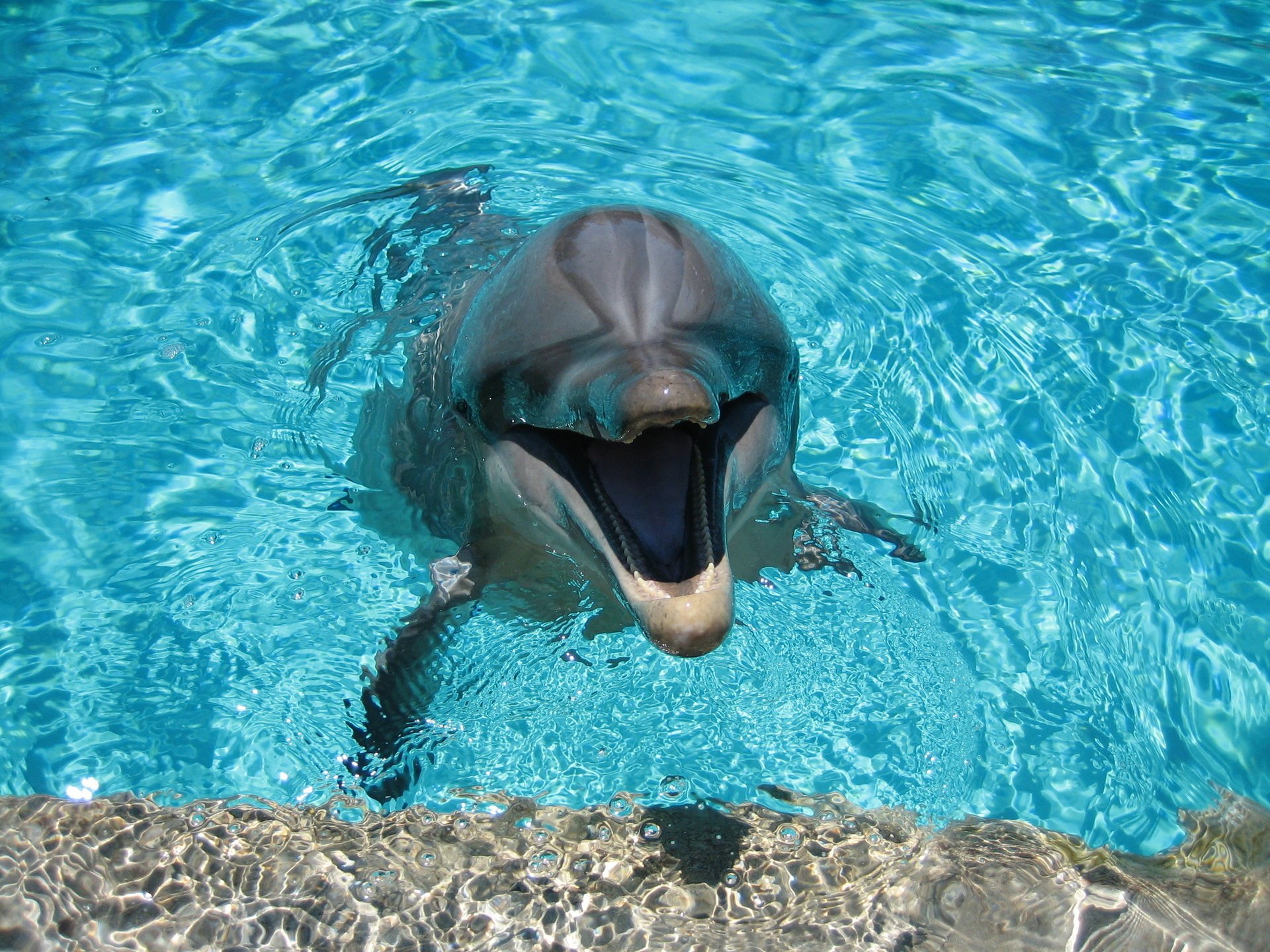 dauphin eau sourire