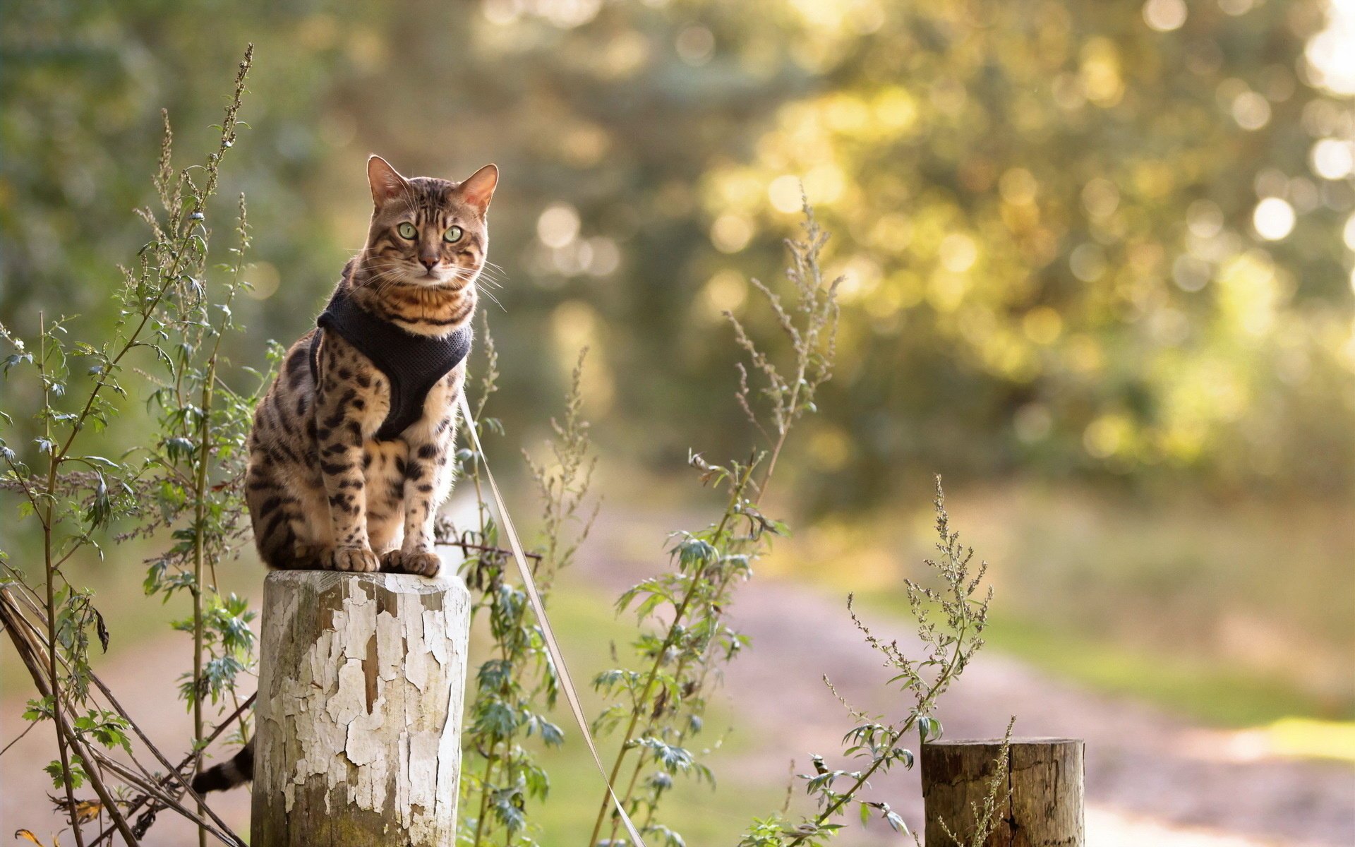 gatto natura vista