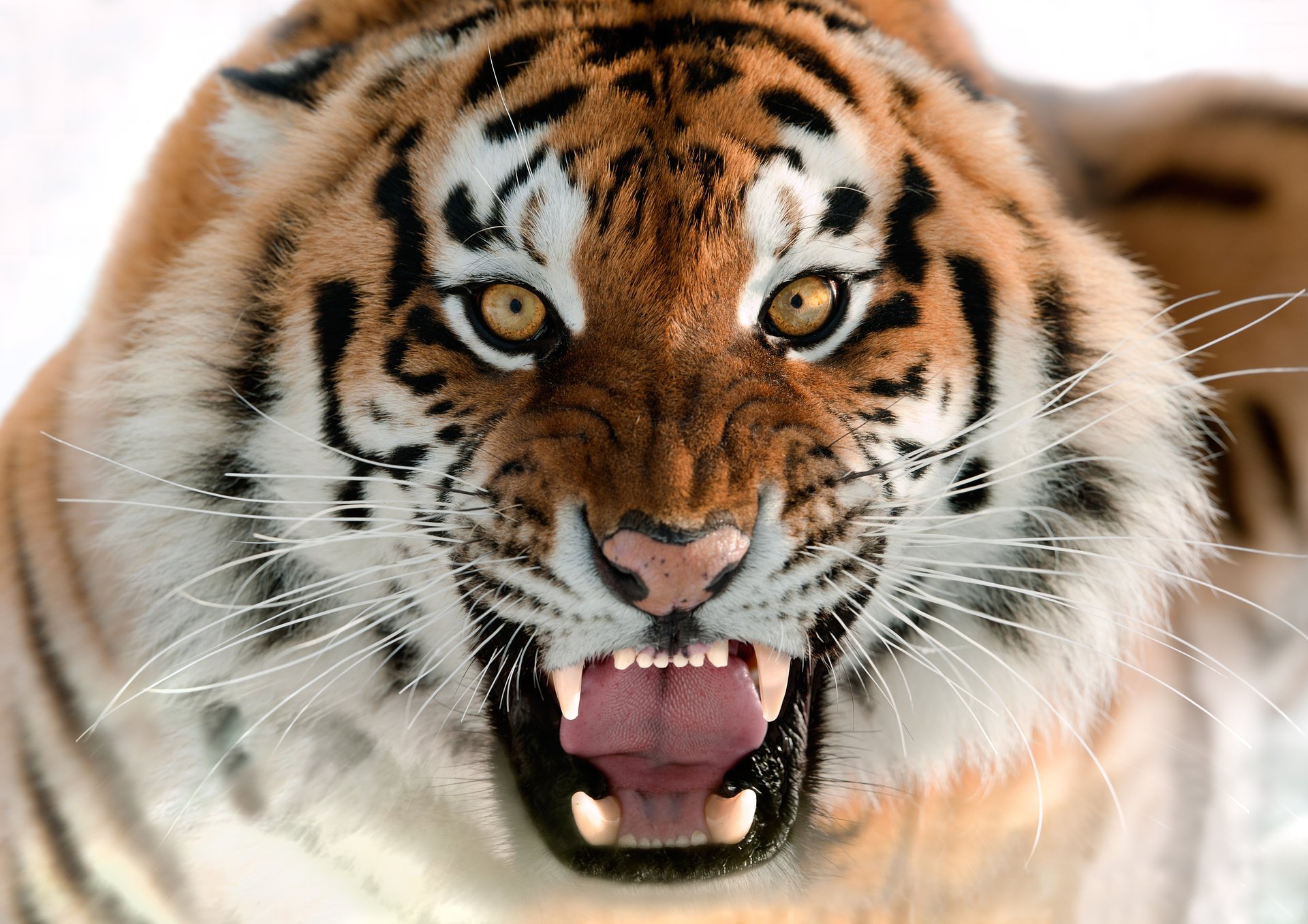 amur-tiger katze grinsen schnauze eckzähne