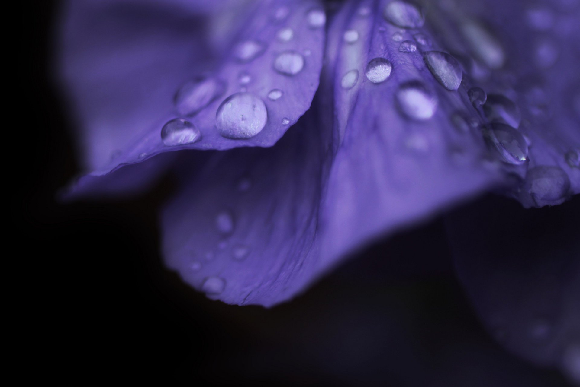 macro flower drops dew flower macro flower drop