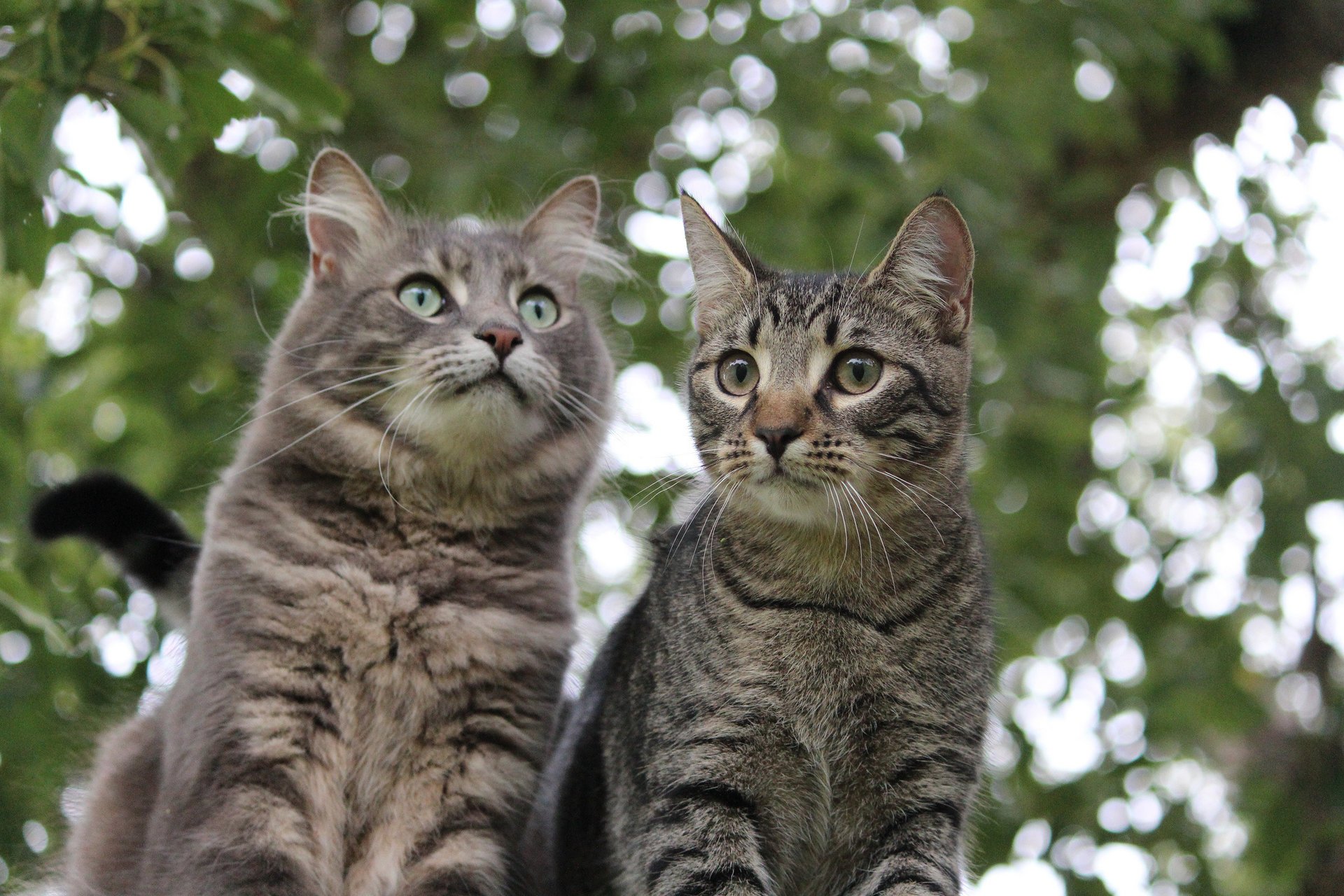 chat chaton fond éblouissement