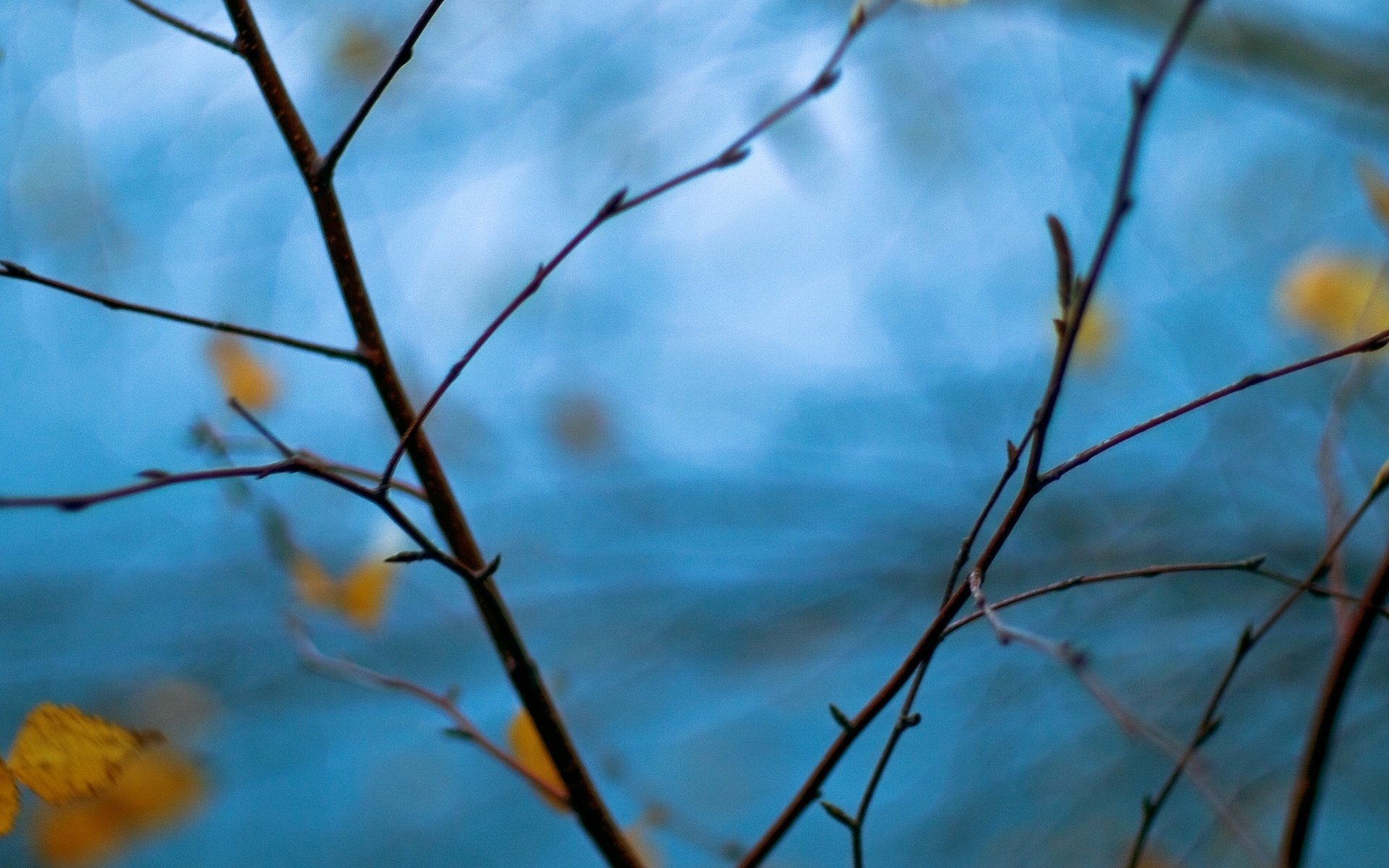 gros plan arbre branche branche flou bleu feuilles