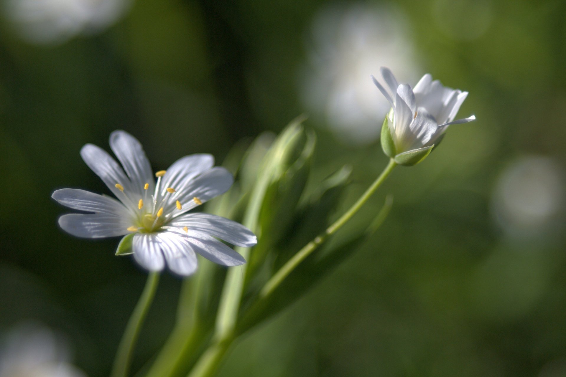 makro bokeh weiß blumen