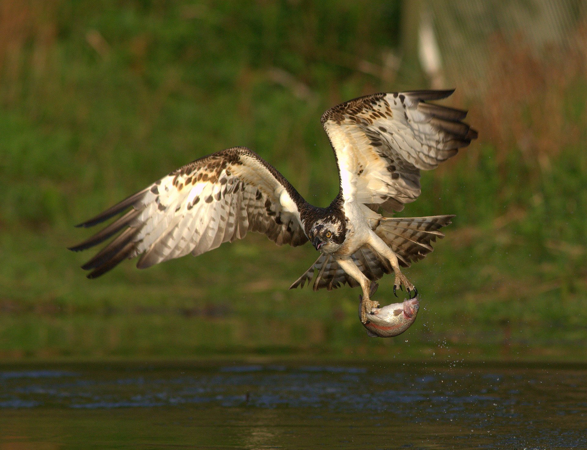 aves comida captura pescado depredador