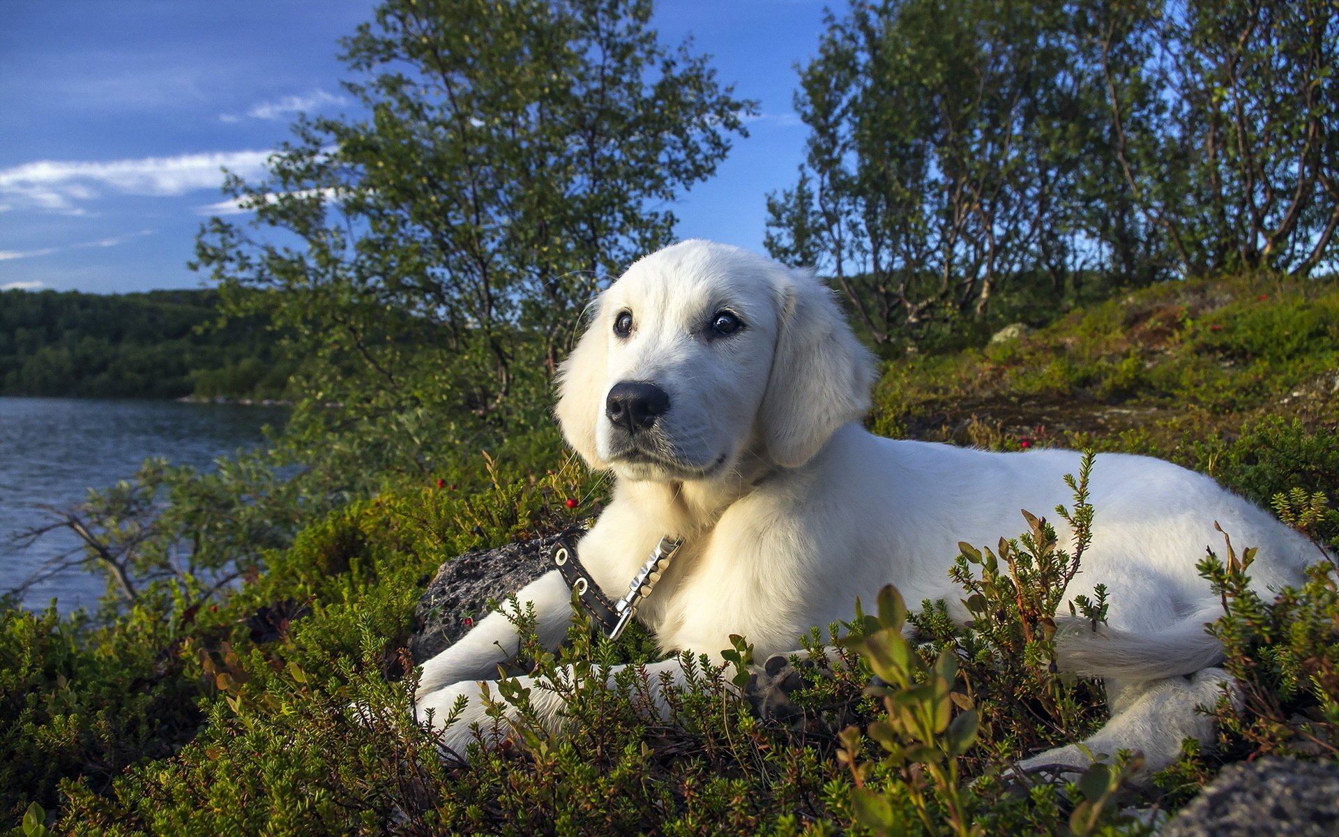 perro mirada amigo