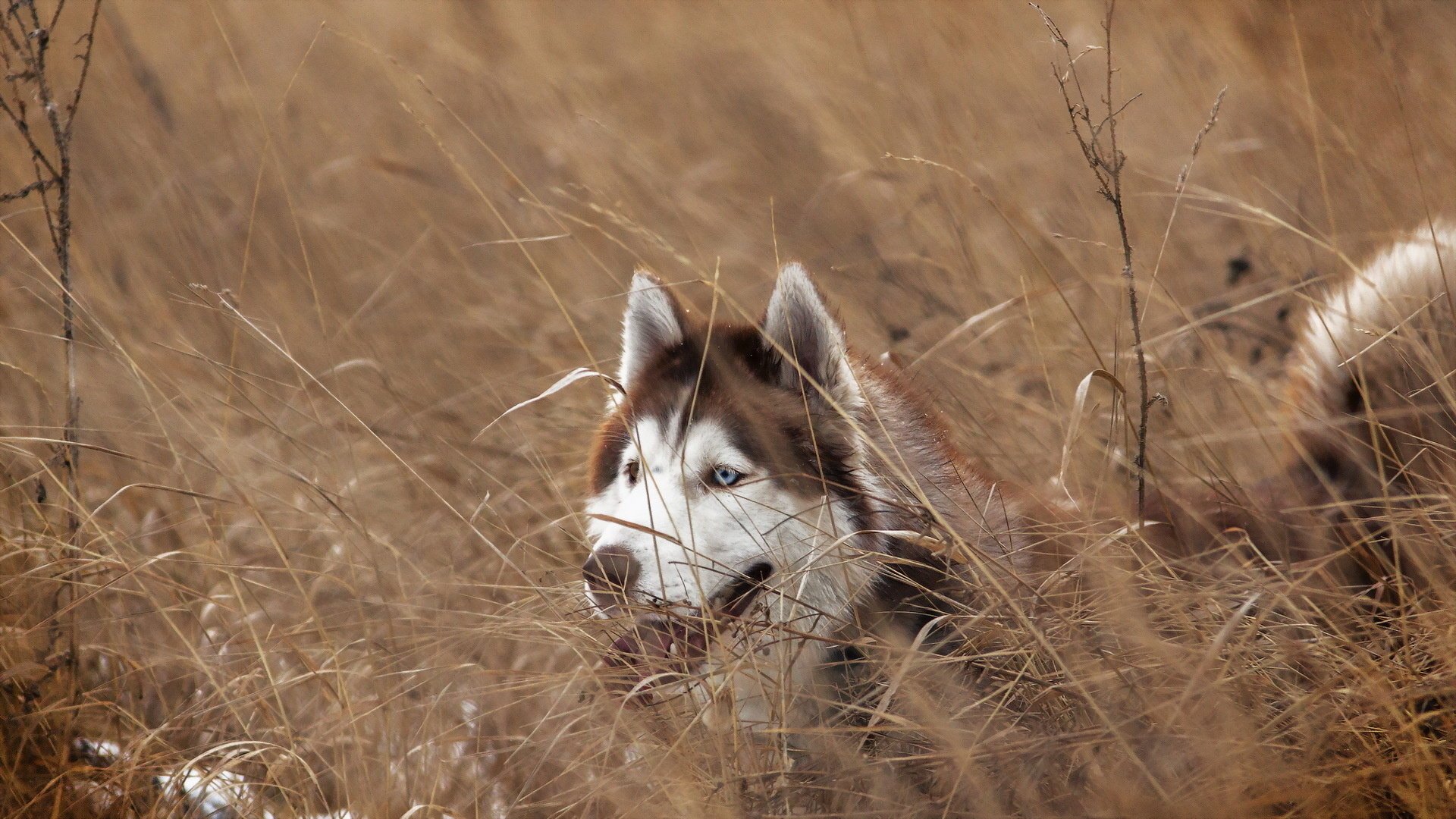 iberian husky dog look each