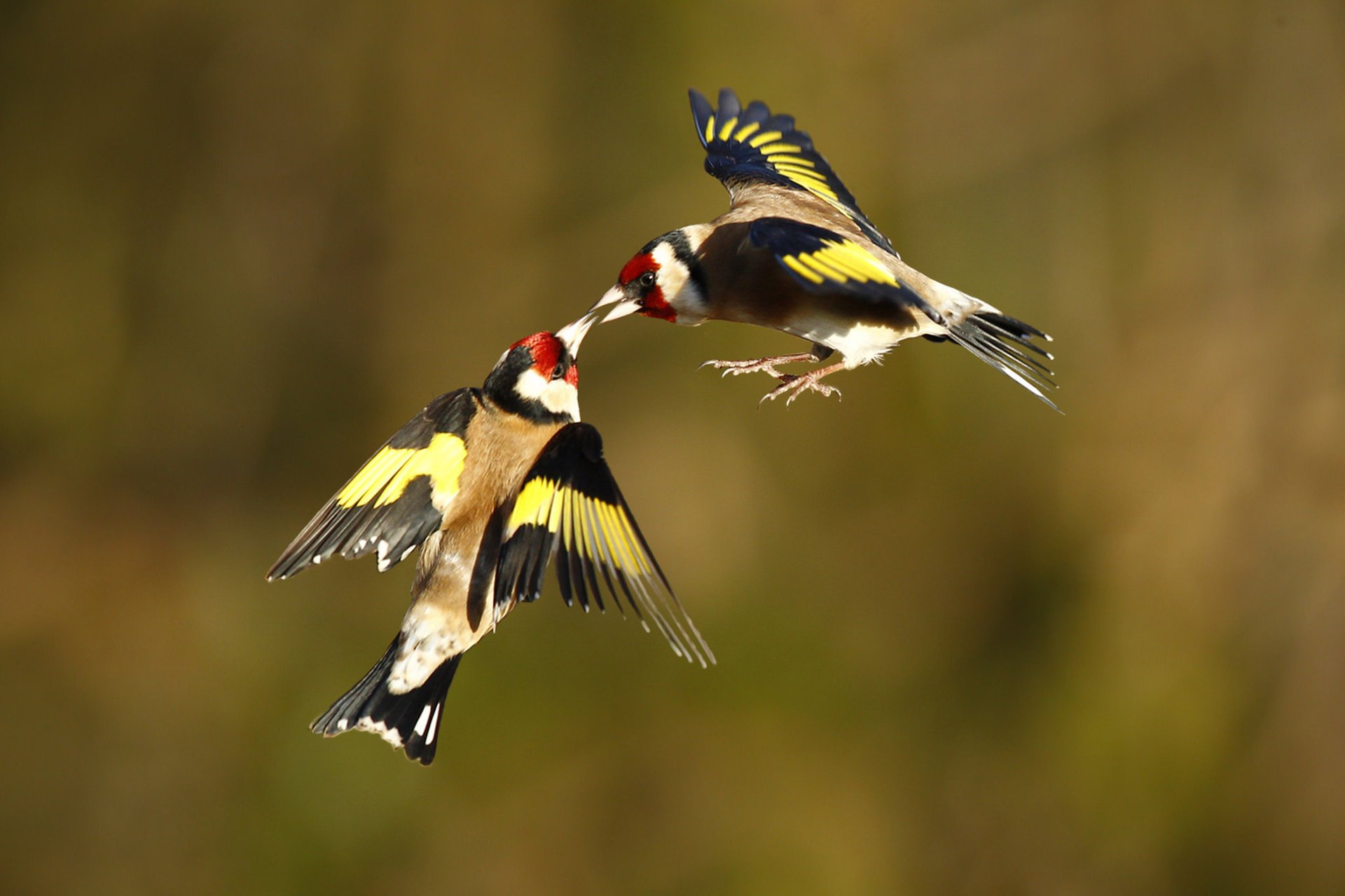 goldfinches birds in flight two