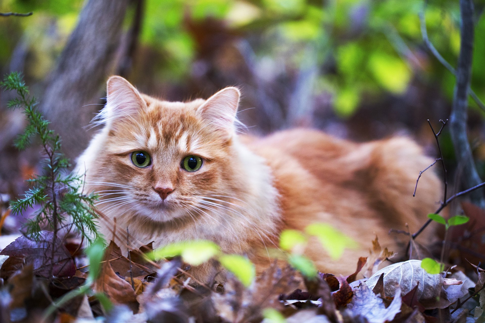 grass look lies leaves eyes cat red