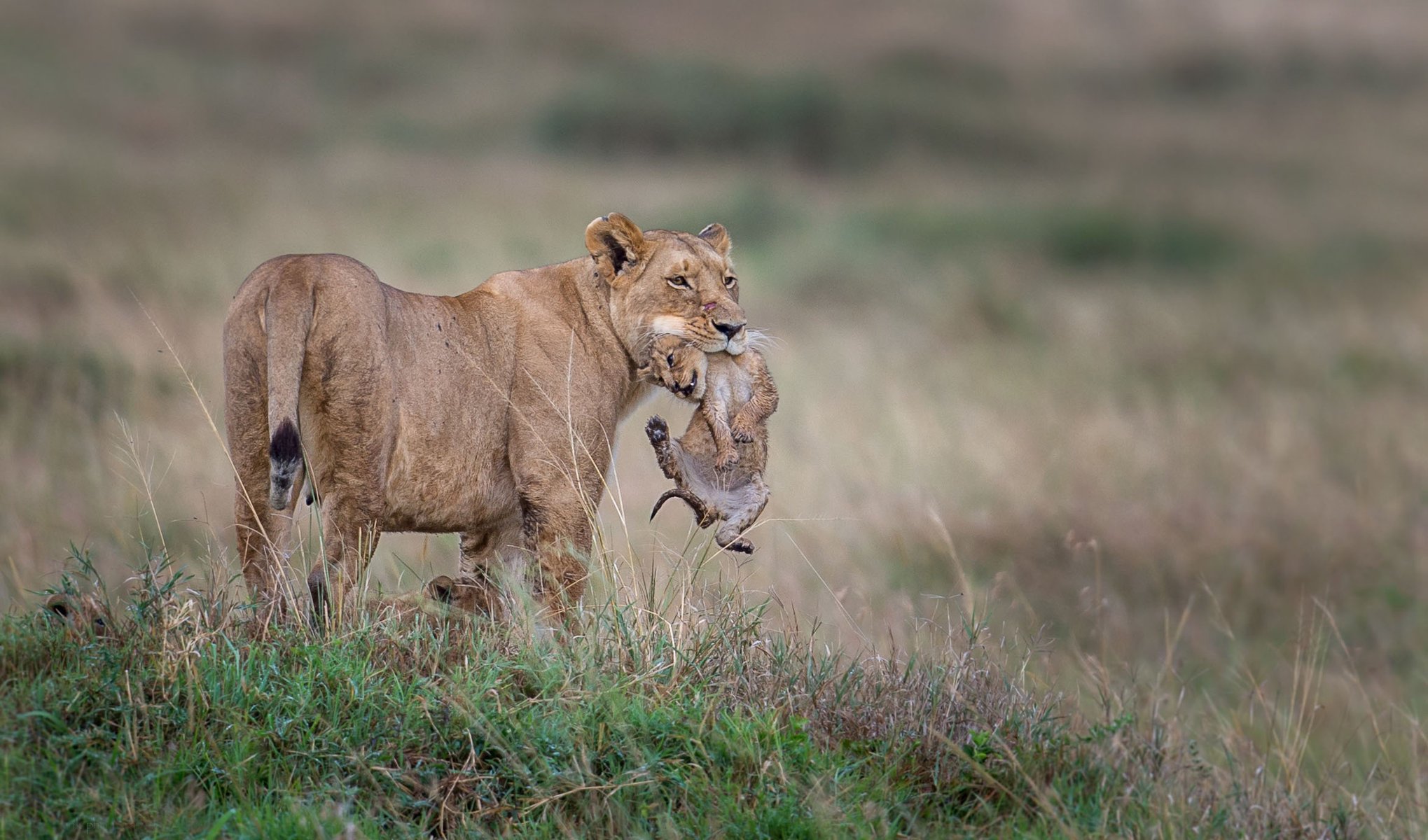 lionne lionceaux faune