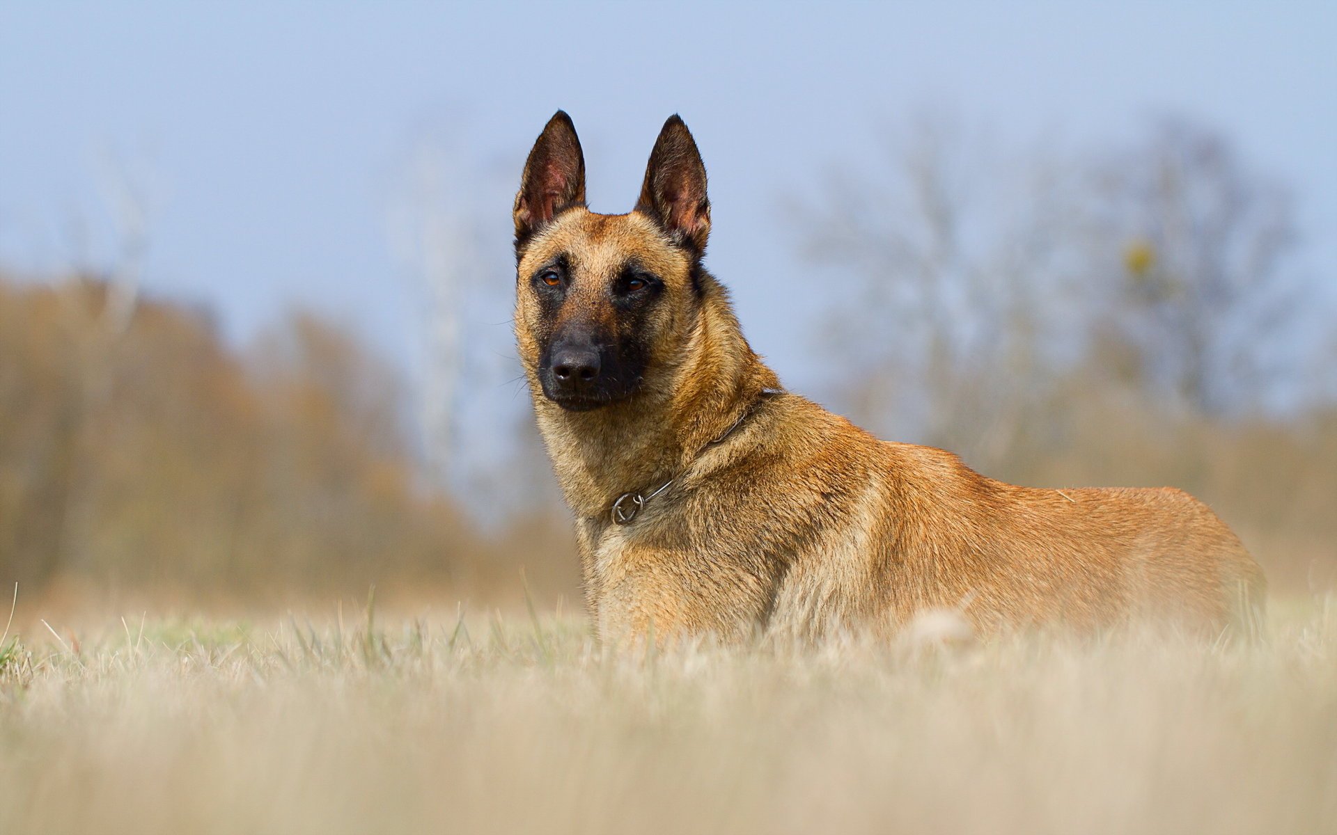 perro mirada amigo