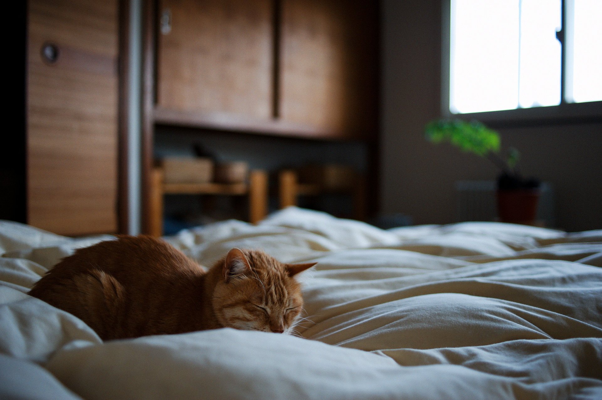 cat sleeping red bed