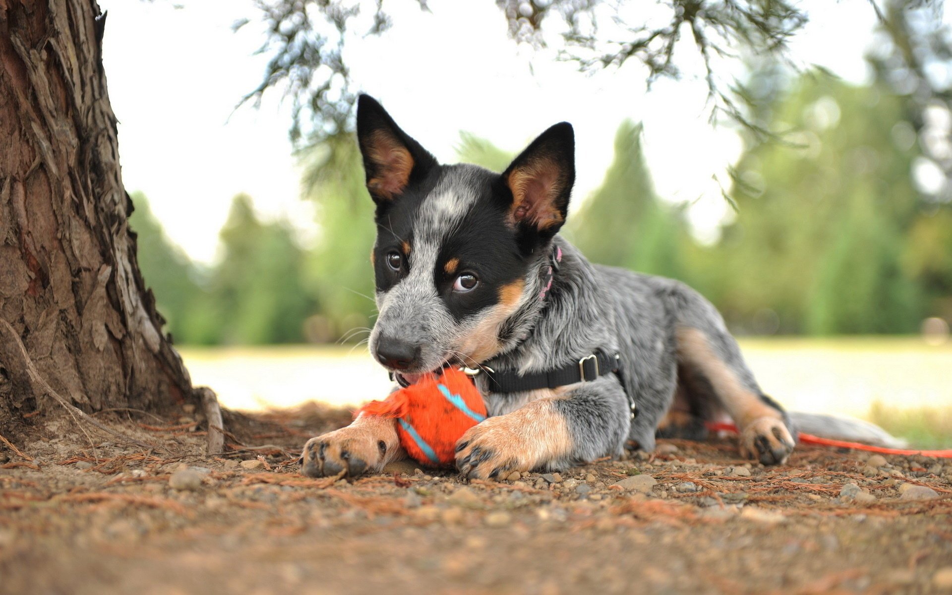 perro mirada amigo