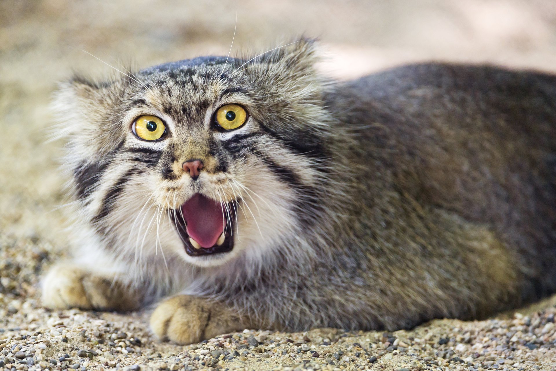 gatto manul ctambako la jaguar