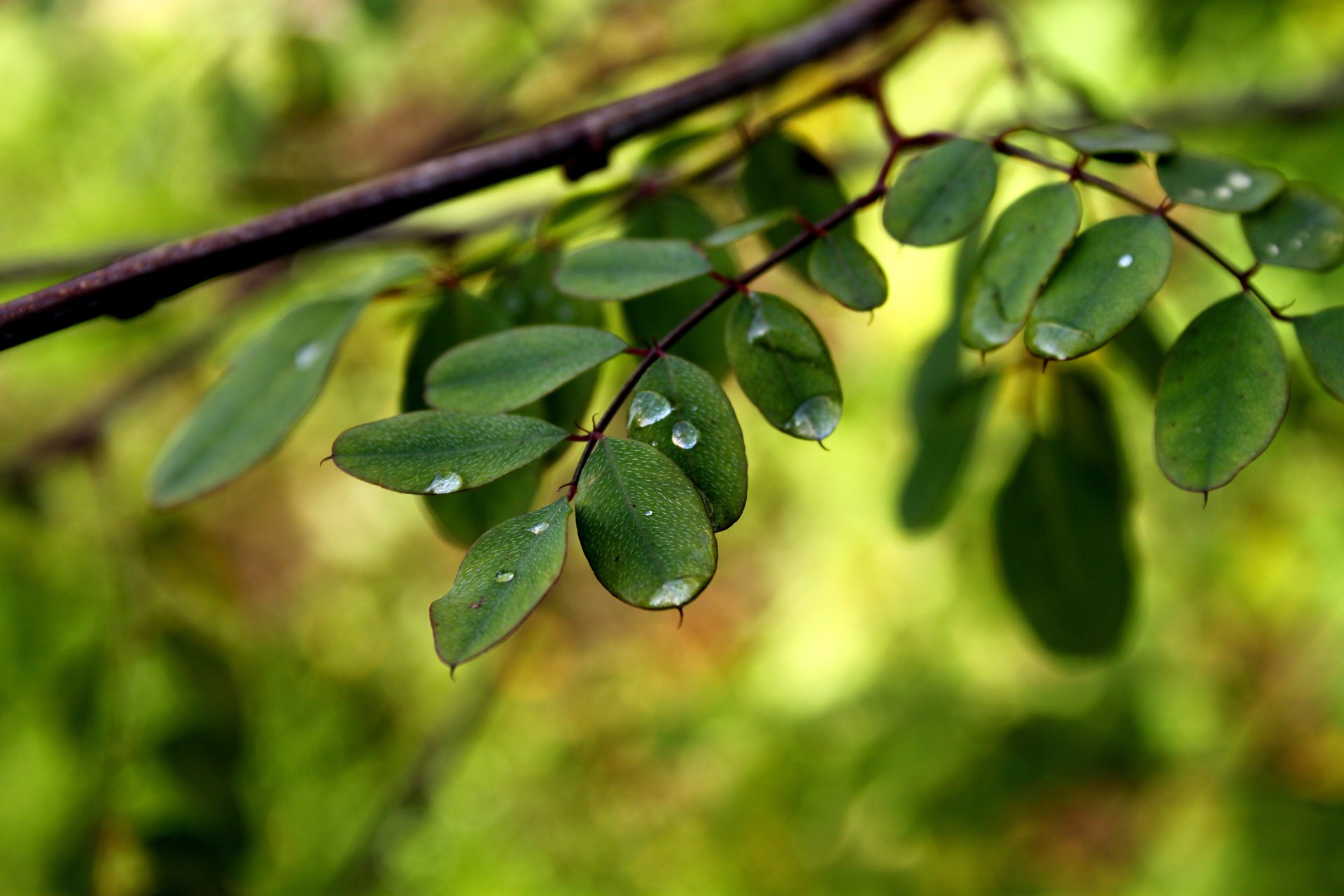 gros plan feuilles folioles branches eau rosée gouttes