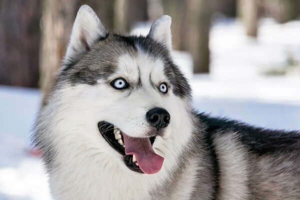 Charming husky on a blurry background