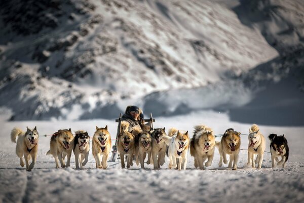 Dog sledding on the background of a mountain slope