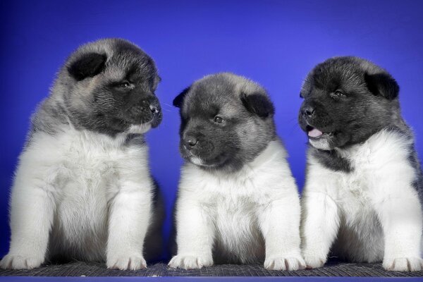 Cuccioli seri grigi seduti su sfondo blu