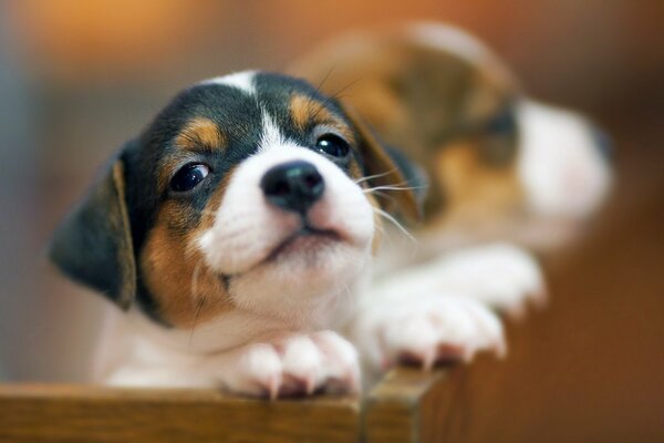 Pequeño hermoso cachorro maravilloso