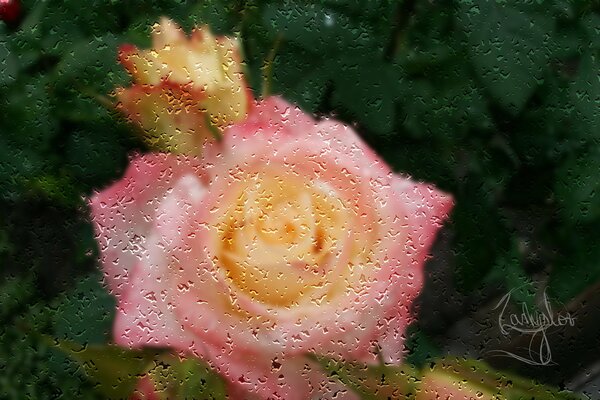 Pink rose under glass