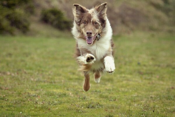 El perro corre y salta en un campo verde