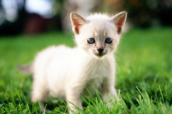 Un gatito curioso va a descubrir el mundo!