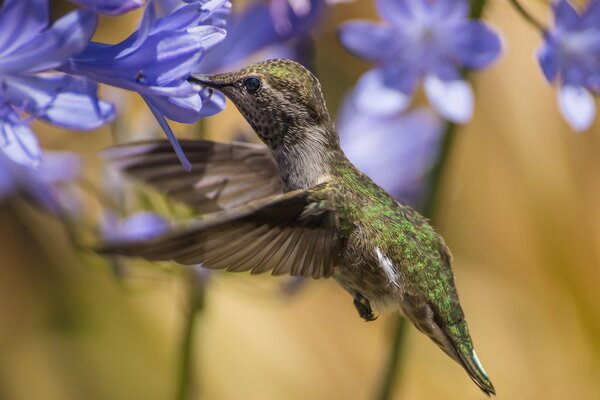 Pequeño colibrí y agapandus azul