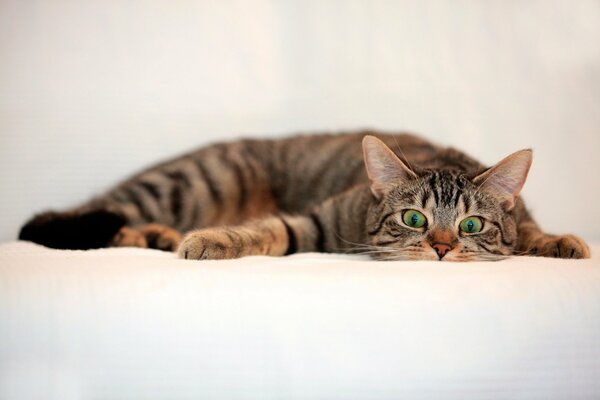 Cute cat with green eyes on a white sheet