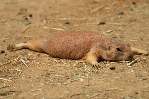 Prairie dog sprawled on the ground