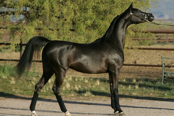 Cheval arabe noir se tient dans un rack