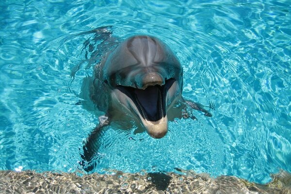 Lindo delfín sonriente en la piscina