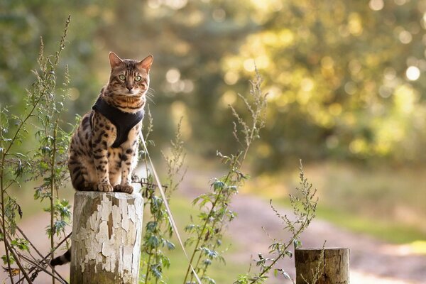 Die Katze hat den Blick auf die faszinierende Natur gerichtet!