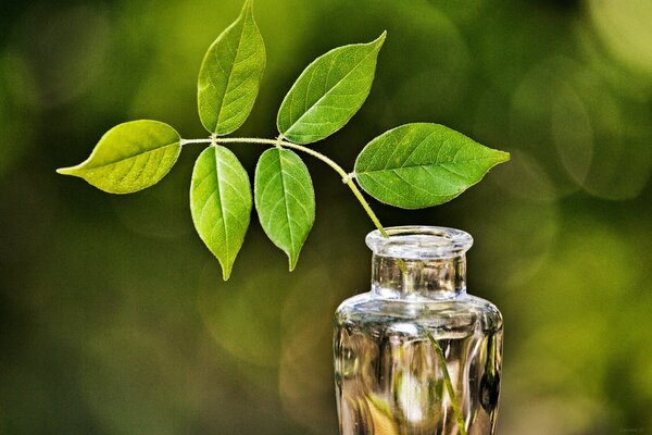 Feuilles vase éblouissement verre branche